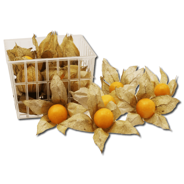 Colombian Physalis  (1 pack)