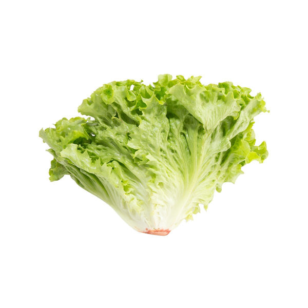 French Green Batavia Lettuce  (100g)