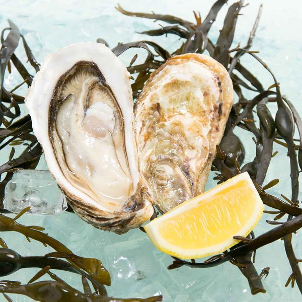 French Royale Speciale Oyster Nr.1  (1pc)