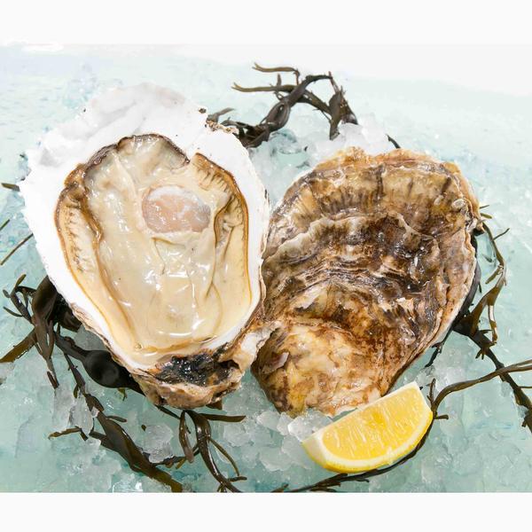 USA Pacific Oyster - Jumbo  (1pc)